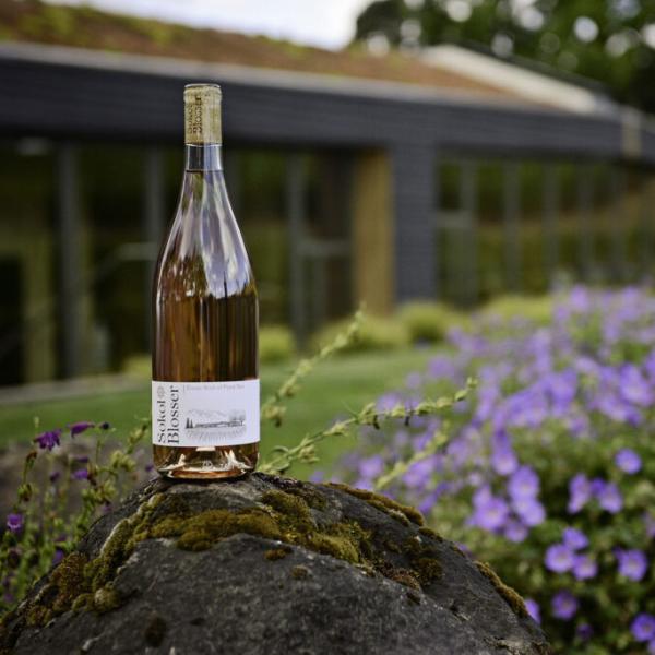 Rosé of Pinot Noir