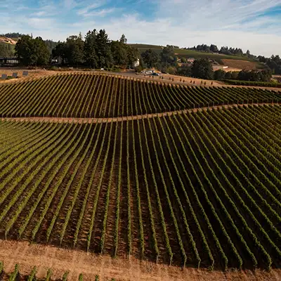 Vineyard Views